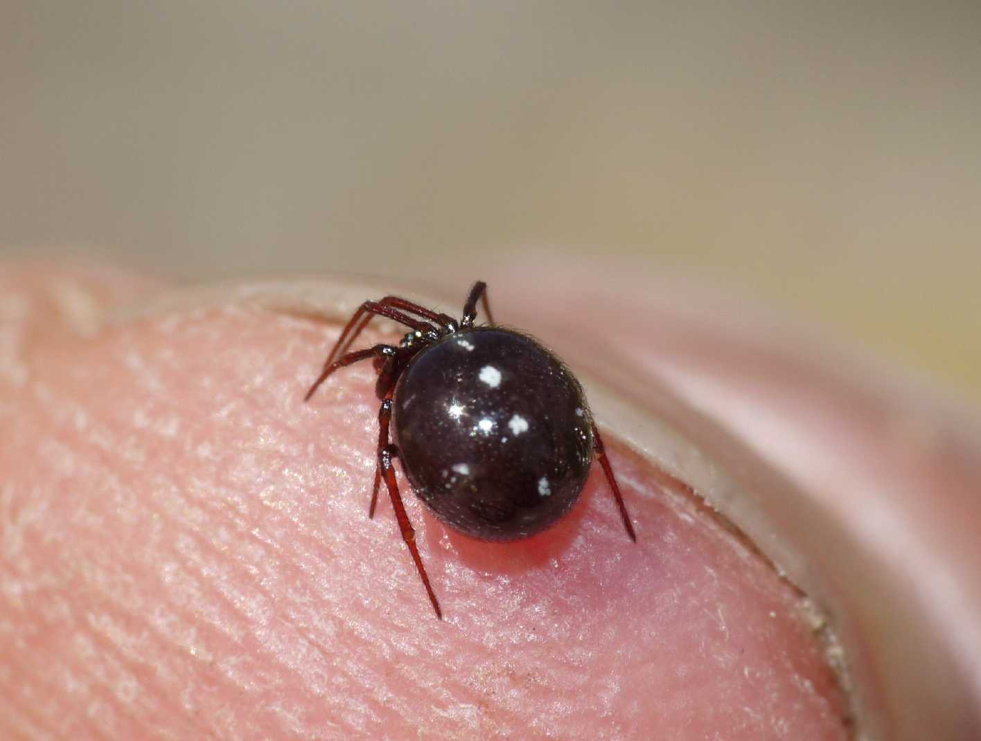 Crustulina sp.
